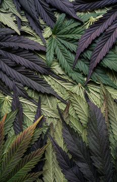 Colorful freshly harvested cannabis fan leaves background