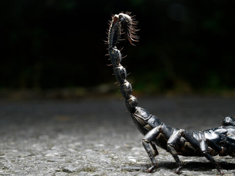 Stinger Of A Scorpion Seen On A Road In Thailand.