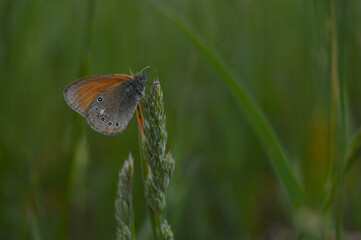 Obraz premium Small heath buttery in nature on a plant, close up, macro