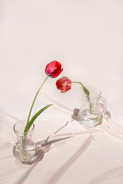 Tulips flowers faceing each other