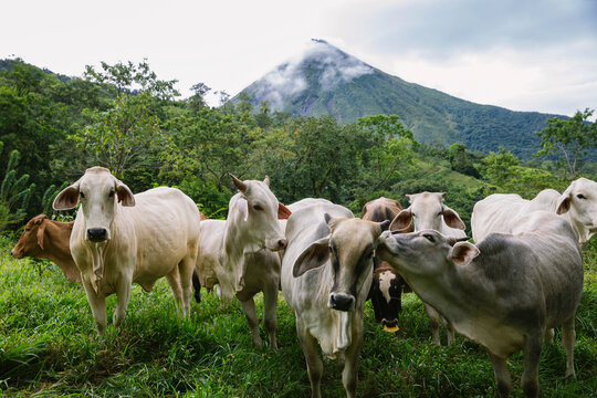 Landscape with Cows in Field near Arenal Volcano Costa Rica