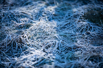 
frozen dew on the grass in the morning