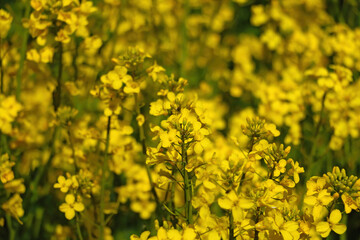 Close-up on a blooming rapeseed in spring. Background.