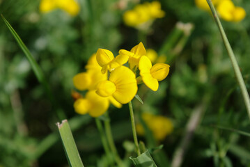 Fleur sauvage jaune