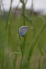 Common Blue small butterfly close up in nature