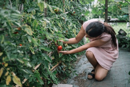 Young Beautiful Woman Harvesting Edible Flowers
