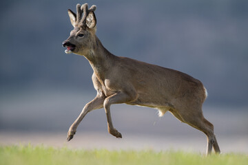 Roe Deer Buck running