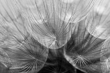Abstract macro photo of dandelion seeds - 420719910