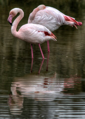 Flamants roses en Camargue, France