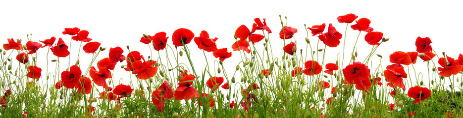 Red poppies isolated on white background.