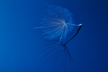 Dandelion seed - macro photo