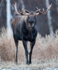 Alaskan Moose.