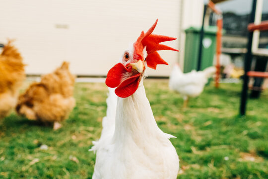 polly