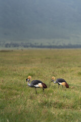 african corwned crane