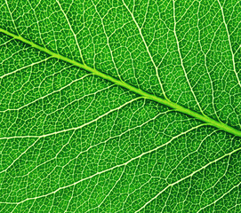 Green leaf texture macro closeup.