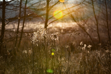 
field with tall grass by the river against the sun with flares