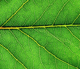 Green leaf texture macro closeup.