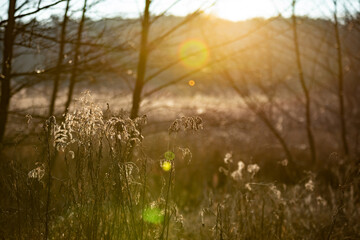 
field with tall grass by the river against the sun with flares