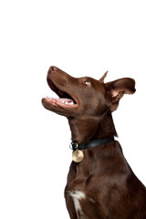 cute brown mixed breed puppy dog profile in a studio on white background