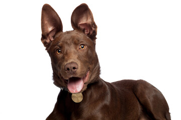 cute brown mixed breed puppy dog portrait in a studio on white background