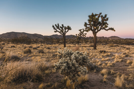 californian desert at sunset