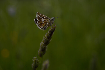 Small skipper butterfly on a plant in nature, close up