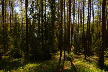 View of green young pine forest on a sunny day in spring.