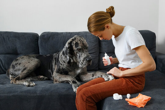 Female owner disinfecting paw of dog