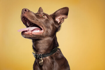 cute brown mixed breed puppy dog in a studio on yellow background
