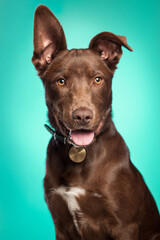 cute brown mixed breed puppy dog in a studio on teal background