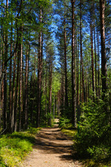 View of green young pine forest on a sunny day in spring.