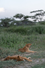 lioness and baby lion cubs on the tree