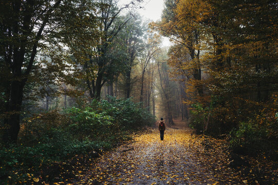 Man On Path In Mysterious Misty Woods In Autumn