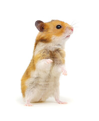 Cute syrian hamster standing on its hind legs