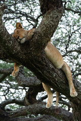 lioness and baby lion cubs on the tree