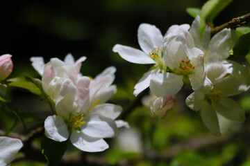 The apple tree branch blooms in the garden in spring.