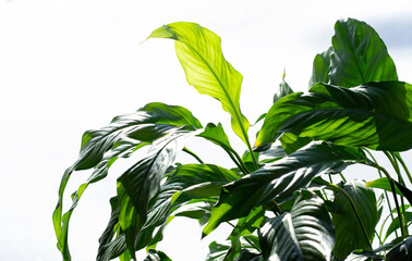 Houseplant spathiphyllum in daylight by the window. Flower leaves on white background