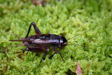 エンマコオロギのオス