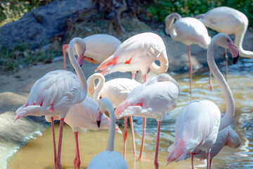 Beautiful shot of flamingos walking on water with green grass in the background