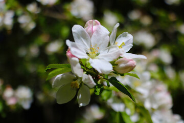 View of a blossoming branch of an apple tree in the garden in spring.