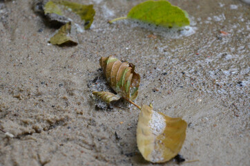 wet leaves on the beach in the sand
