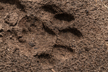 lion footprint