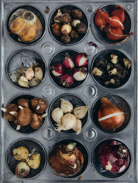 A huge variety of spring flowering bulbs gathered together on an old enamel baking tray