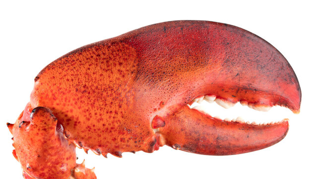Red lobster's claw isolated on white background