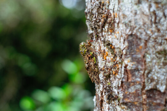 Cicada on the tree