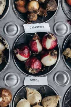 Different bulbs and labels with botanical names on them inside enamel tray's holes