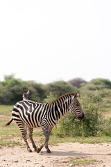 Fototapeta na wymiar zebras on the grass
