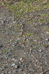 Chenilles processionnaires en marche