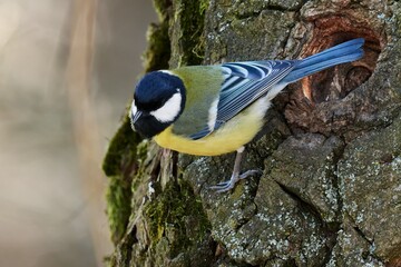 Great Tit bird sitting on a tree by the nest, close up. Looking for food. Genus species Parus...