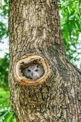 Owl lives in a nest on a big tree. It is a popular pet in Thailand. 